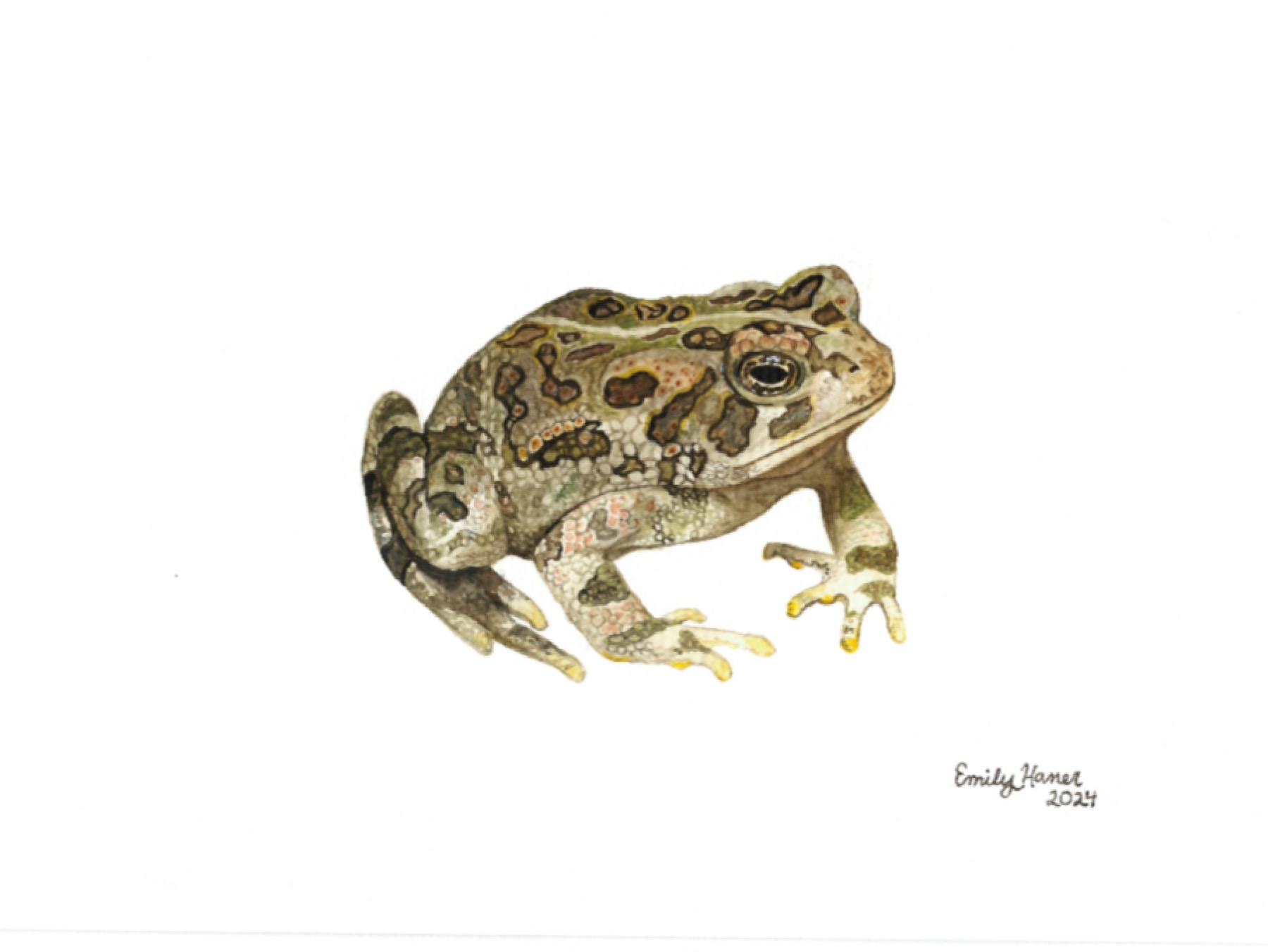Detailed watercolor illustration of a Fowler's toad