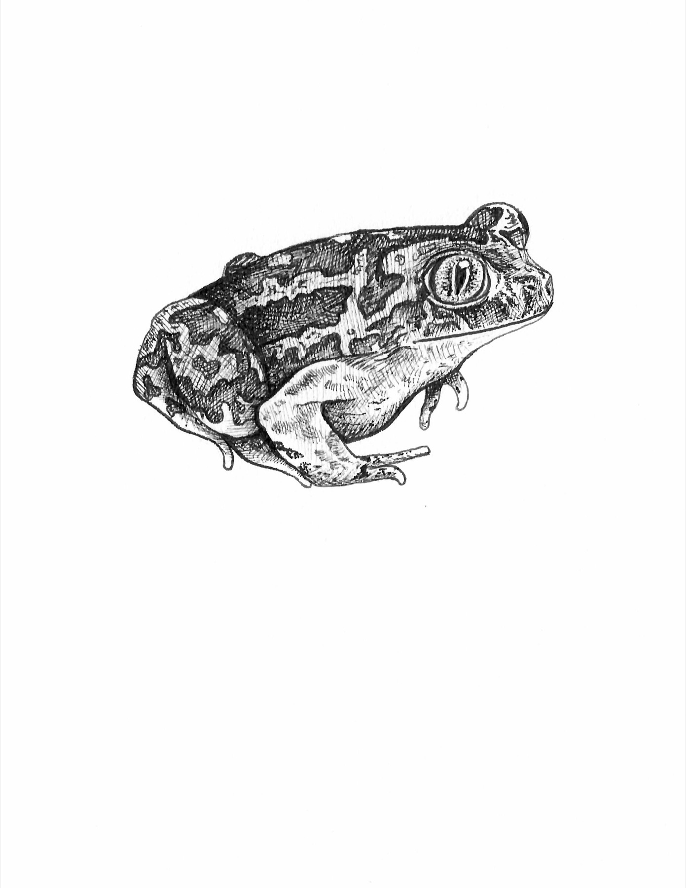 Clean pen-and-ink study of a western spadefoot